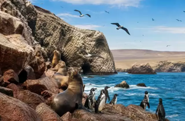 En las Islas Ballestas