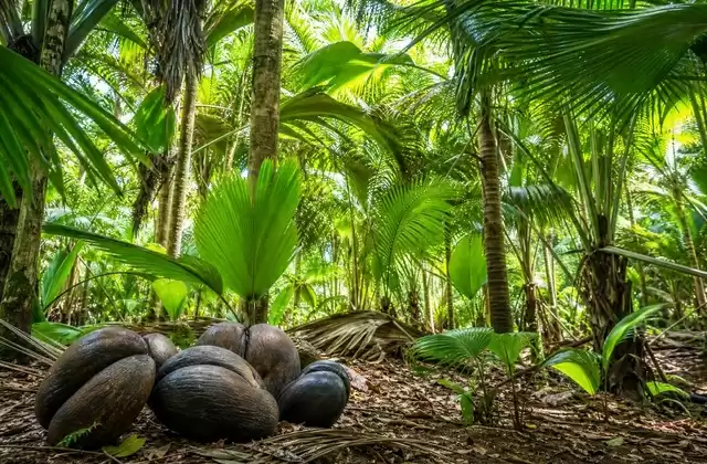 En la Vallée de Mai