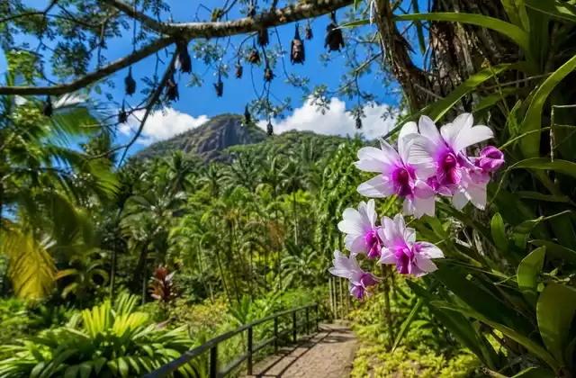 Mahé (Victoria)