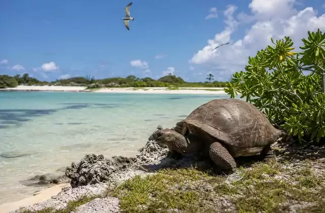 Aldabra