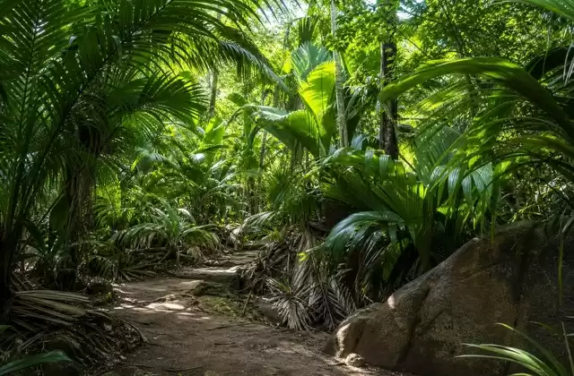 Vallée de Mai
